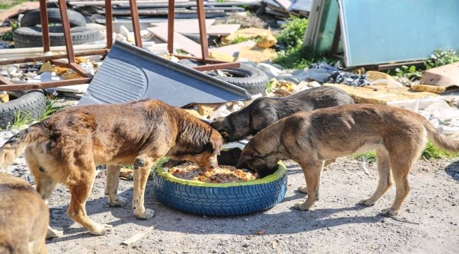 Buca Belediyesi'nden Mama Kabı Seferberliği