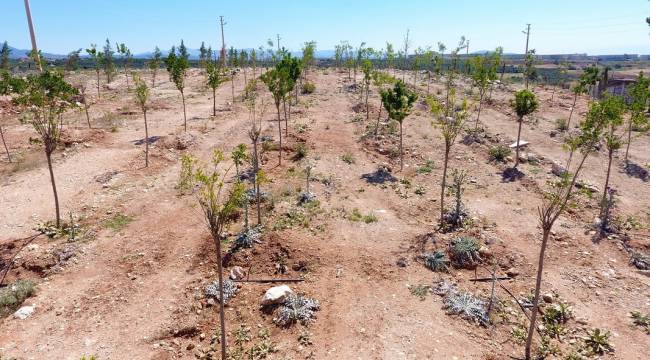 Bulgurca'ya Yeni Orman Alanı