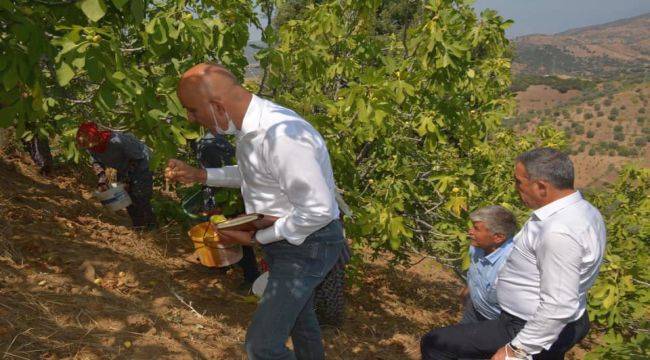 Yılmazlar ve Polat tarlada işçilerle İncir topladı