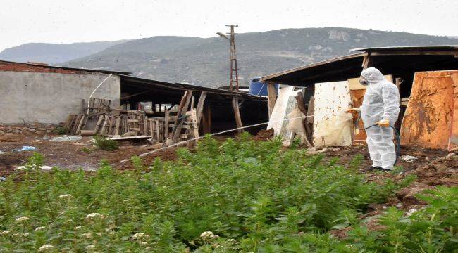 Kemalpaşa'da larva ile mücadele sürüyor