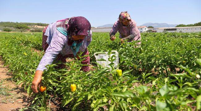 Buca'da üreticinin ilk hasat coşkusu