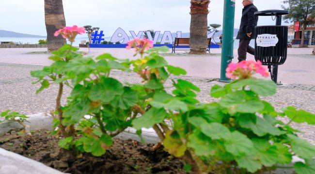 Rengarenk Sardunyalar Ayvalık'ı Süslüyor