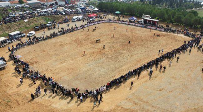 KEMALPAŞA'DA BOĞA GÜREŞİ FESTİVALİ